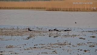 Meriharakoiden erikoiset soidinmenot. Katso Lintulive https://www.birdlife.fi/lintulive/