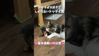 親子のじゃれあいが可愛すぎる #子猫 #猫多頭飼い  #サイベリアン  #スコティッシュフォールド  #kitty