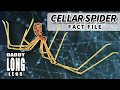 Cellar Spider Facts: aka Daddy Long Legs Facts 🕷️ Animal Fact Files