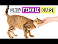 20 Super Weird Things Only FEMALE Cats Do and Why (Some She Does Just for You!)