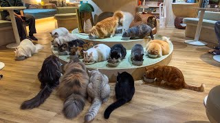 Spending a Day at the CUTEST Cat Cafe!