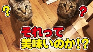 【超簡単】猫さんの水分補給、ちゅーるに少しだけ細工！