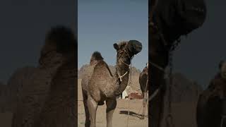 Why Can Camels Survive Without Water? #CamelFacts #SurvivalSkills #WaterConservation