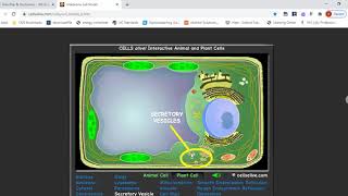 Detailed interactive plant cells