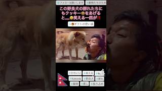 【野良犬の群れ🐕の縄張り内に入るとは…😳❸】ネパール🇳🇵カトマンズ#私の旅スタイル