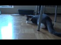 kitten trips out on catnip