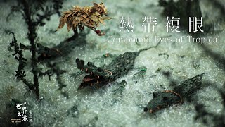 2023 世界民族電影節｜《熱帶複眼》Compound Eyes of Tropical