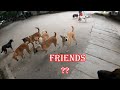 When We Are Surrounded By Too Many Street Dogs | Max the Gentle Giant | German Shepherd Dog