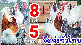 จัดส่งทั่วไทย พาน้องไก่ไข่ ไก่สวยงาม ไก่ดำ 5 สายพันธุ์ ไปบ้านใหม่ 8 จังหวัด by คำเงินฟาร์ม