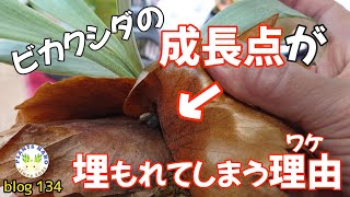 【成長点が消える!?】なぜ成長点は埋もれてしまうのか？追及してみた🌱