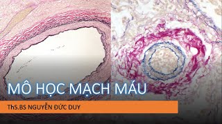 Mô học mạch máu: 5 phút Mô phôi