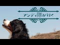 【大型犬とおもちゃ】かみたい放題噛んでみたら、３日で無くなったで？！【bernese mountain dog】