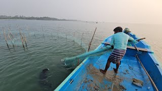 உயிருடன் மீன்களை எப்படி பிடிக்கிறோம் பாருங்க