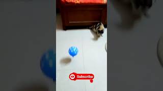 😥😥😥 Daisy dar rahi hai Balloon se 😣 #catlover #funnyvideo  #cat