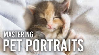 Mastering Pet Portraits | Sharpen Your Skills