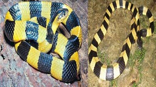 Banded Krait || Gowala Snake || Sonkhuni Snake || Venomus Snake