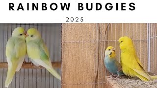 Rainbow Budgies Colony | Rainbow Budgies kaise banaye | Rainbow Spangle Budgie #birds #rainbowbudgie