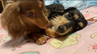 姉犬が好き過ぎてぺろぺろ舐めるのを辞められないチワックスの子犬【ダックスフンド】