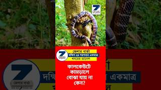 SNAKE কালকেউটে সাপ কামড়ালে বোঝা যায়না কেন? #shorts #snake #trending #bengalinews