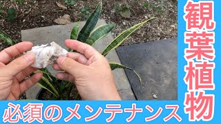 必見！観葉植物の空気浄化機能が増す、蘇る方法(字幕対応）