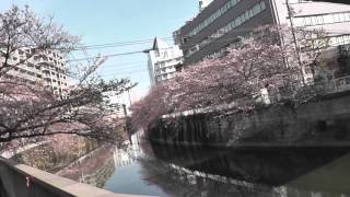 目黒川 桜 2016年3月31日② Tokyo Meguro Famous Cherry Blossom