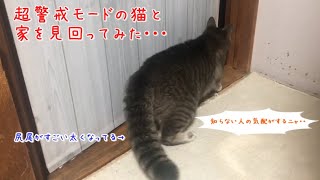 まさか心霊現象！？・・誰もいない部屋の外に見知らぬ気配を感じる猫。