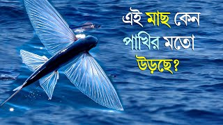 রহস্যময় উড়ন্ত মাছ দেখতে পাওয়া সৌভাগ্যের ব্যাপার || Flying Fish ||  উড়ুক্কু মাছ