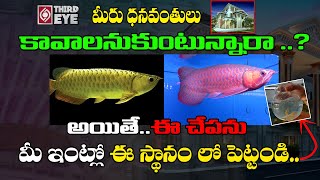 Keep Arowana Fish In This Direction of Your Home For Money\u0026 Happiness-||  Vasthu Tips ||Third Eye