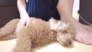 一人がさみしくて横にピッタリくっついて寝る甘えんぼの犬が可愛すぎる...w