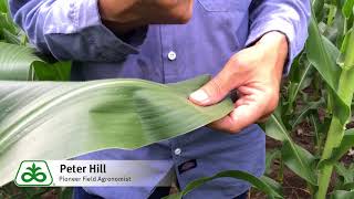 Corn Leaves Stomata