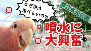 水場が多くて爽やか！夏でもお散歩水元公園【おしゃべりモモイロインコの春ちゃん】