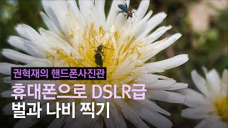 폰카로 DSLR처럼 찍는다…벌과 나비의 솜털까지 생생하게 찍는 방법 | #권혁재의핸드폰사진관