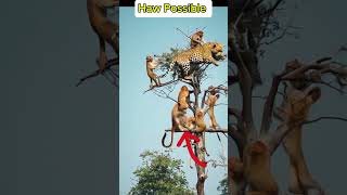 How Possible The Animals Faction Funny Video