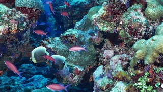 BEAUTIFUL 30000 LITER REEF AND MARINE FISH TANK