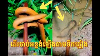 ដើចាប់អន្ទង់ឡើងតាមទឹក / Catching Eel