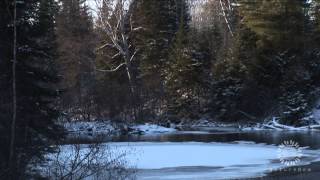 Nature Now: Winter - \