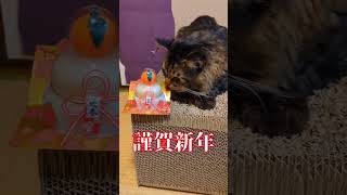 【謹賀新年】僕の猫タヌキ😺 2025年1月1日 【January 1, 2025】#shorts #short #cat #猫