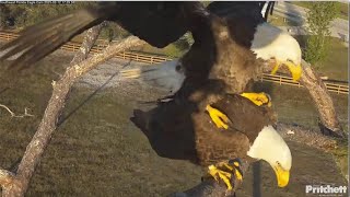 SWFL Eagles ~ M15 \u0026 F23 BONDING ATTEMPT! Plus Afternoon Nest Work! 💕💞💕 2.12.25