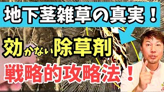 地下茎雑草はなぜ除草剤が効きにくい？秘密と対策を徹底解説！