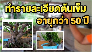 Bonsai Station [Workshop Station] EP.45 ทำรายละเอียดต้นเข็ม อายุกว่า 50 ปี