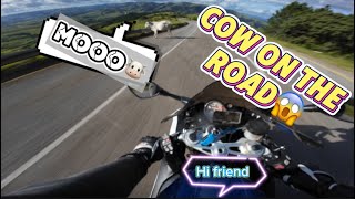 Cow in the middle of the road | S1000RR Pure Sound \u0026 quickshifter | Sicunusa mountain - Eswatini 🇸🇿