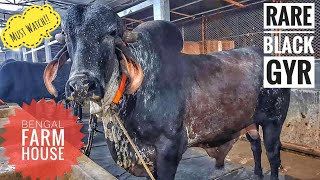 185|| Black Gyr Bull |Most  Beautiful Gyr | Friday Showdown | Qurbani '19 || Bengal Farm House | DCM