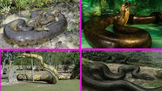 The Most Biggest Snake In The World | Is Titanoboa or Green Anaconda ?