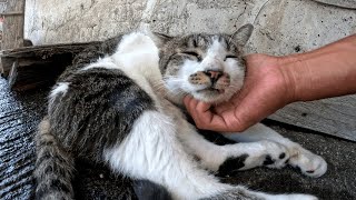 １度逃げたサビ猫と２人の島猫をナデると優しい顔になって嬉しい