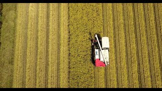 中道農園の稲刈りドローン空撮 （４K） Aerial view with drone of Harvesting organic rice with YANMER combine.