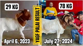 Dilbar Boer Goat Palai Result at Yateen’s Agro \u0026 Goat Farm | 1 of the best goat farms in Mumbai