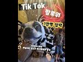 https www.tiktok.com @sok19840911 틱톡 팔로워9 990명 넘었어요~팔로워 힘차게 눌러주십시요~♡만득아 너의 덕이 크다 보스턴테리어 만득이