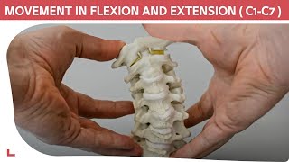 C1-C7 Cervical Model: Cervical Flexion, Extension \u0026 Rotational Movement