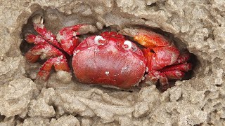 Explore Lal Kankra Beach with friends // Digha sea beach // Lal Kankra Beach // Red crabs