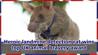 Heroic landmine detection rat wins top UK animal bravery award